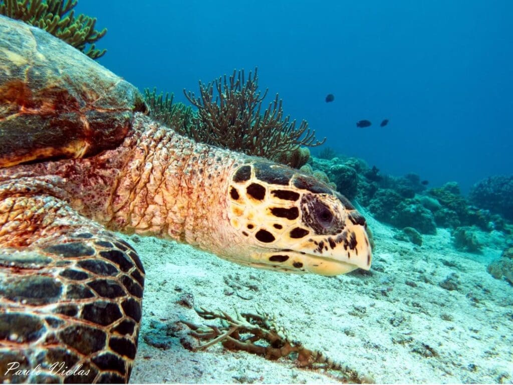 05/22/2025 Dive Log - Fridays Reef