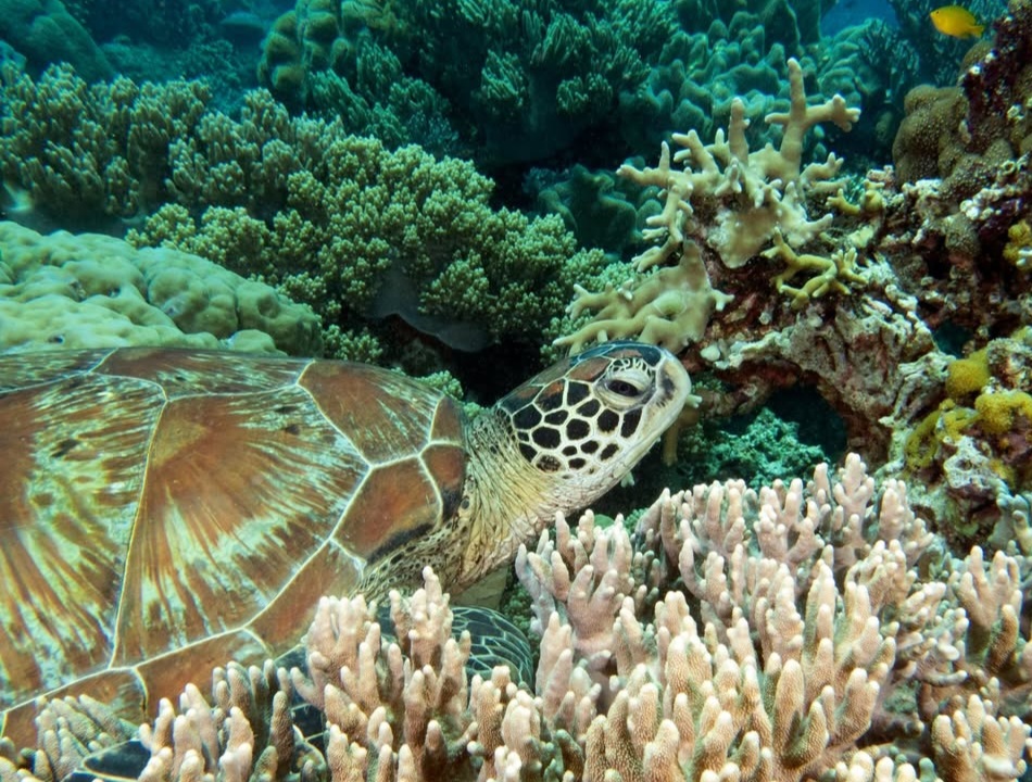 08/09/2025 Dive Log - Diniwid