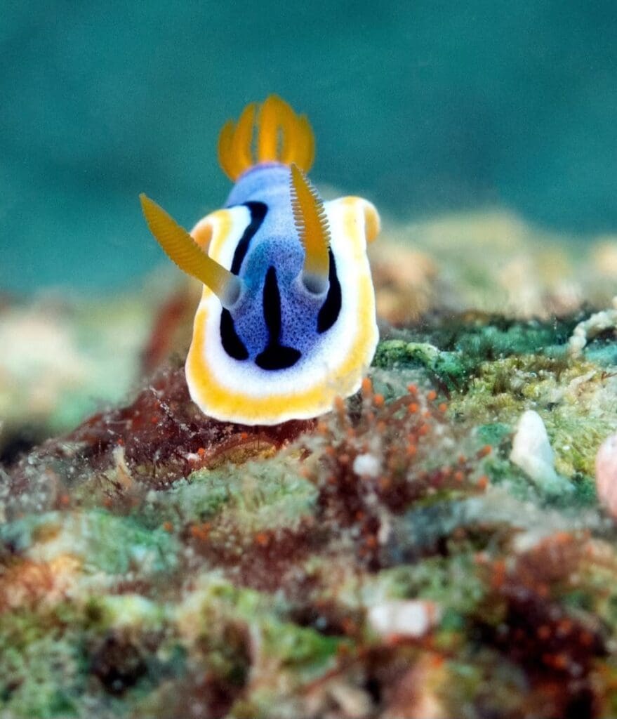 11/24/2024 Dive Log - Fridays Rock