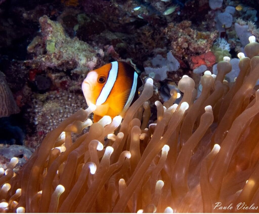 01/29/2025 Dive Log - Fridays reef