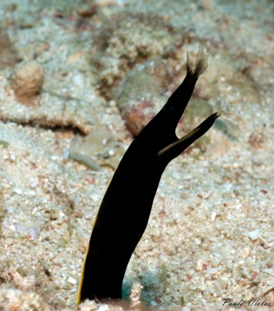 04/28/2025 Dive Log - Lobster Rock