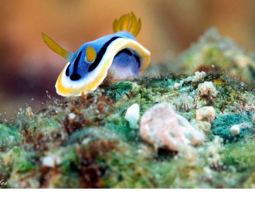 08/15/2025 Dive Log - Diniwid