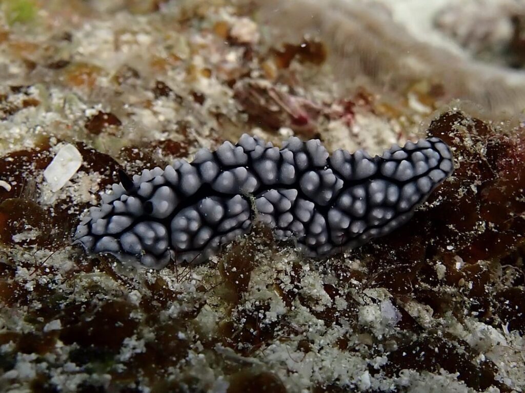 01/13/2026 Dive Log - VIRGIN DROP