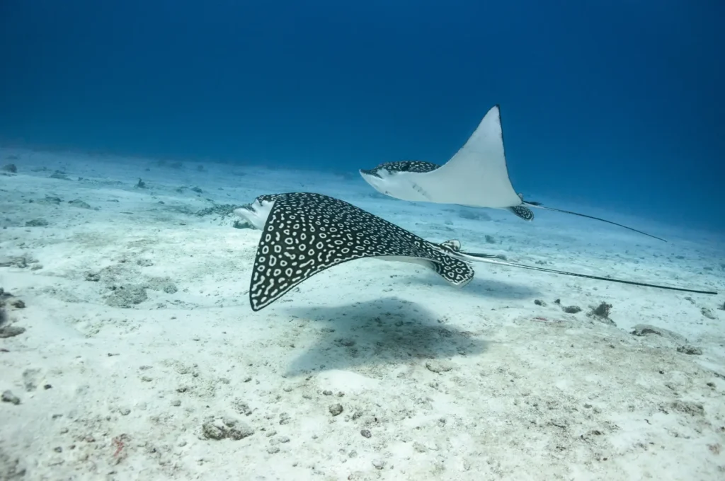 eagle ray boracay