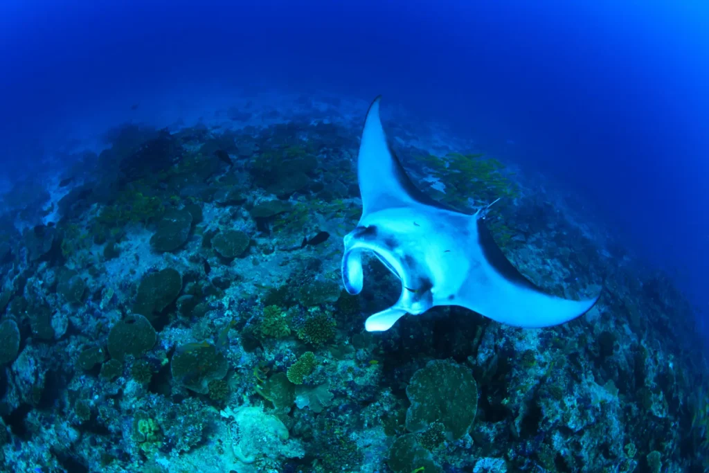 manta ray philippines