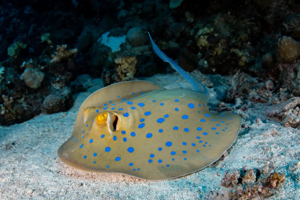 blue spotted ray boracay