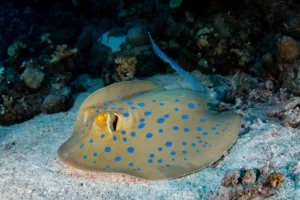 blue spotted ray boracay